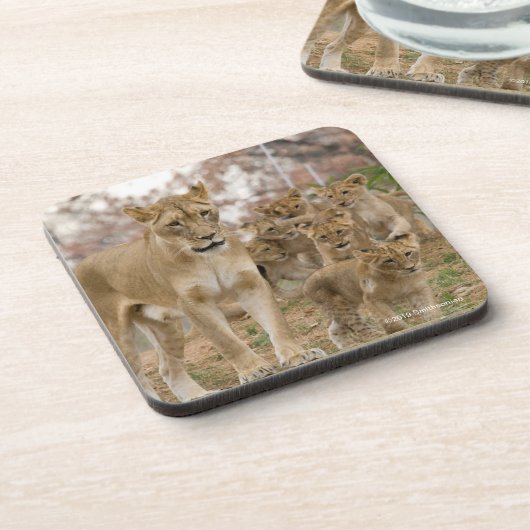 Afrikanischer Löwe CUB mit Mutter Getränkeuntersetzer (Linke Seite)