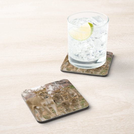 Afrikanischer Löwe CUB mit Mutter Getränkeuntersetzer (Rechte Seite)