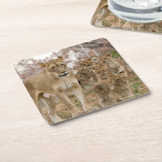 Afrikanischer Löwe CUB mit Mutter Rechteckiger Pappuntersetzer (angewinkelt)