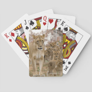 Afrikanischer Löwe CUB mit Mutter Spielkarten