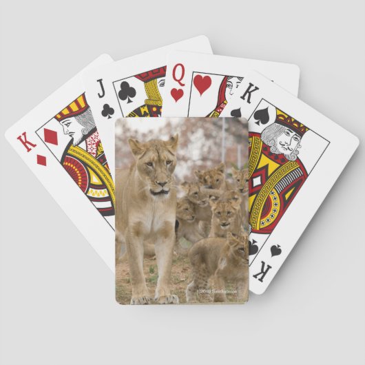 Afrikanischer Löwe CUB mit Mutter Spielkarten (Rückseite)