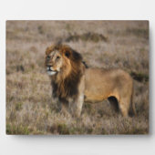 Afrikanischer Löwe im Gras Fotoplatte (Vorderseite)