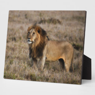 Afrikanischer Löwe im Gras Fotoplatte