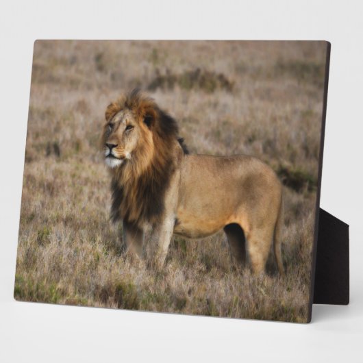 Afrikanischer Löwe im Gras Fotoplatte (Seite)