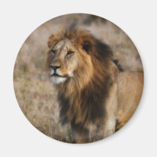 Afrikanischer Löwe im Gras Magnet