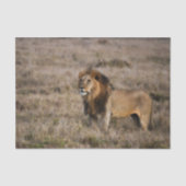Afrikanischer Löwe im Gras Seidenpapier (Vorderseite)