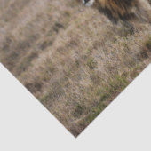 Afrikanischer Löwe im Gras Seidenpapier (Ausschnitt)