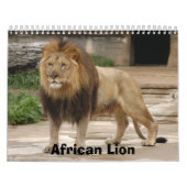Afrikanischer Löwe-Kalender, afrikanischer Löwe Kalender (Titelbild)