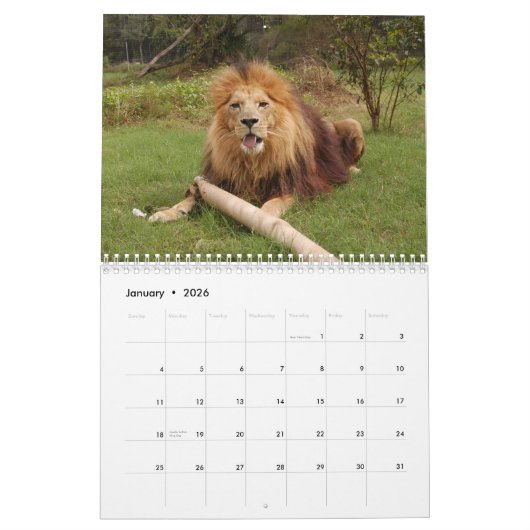 Afrikanischer Löwe-Kalender, afrikanischer Löwe Kalender (Jan 2026)