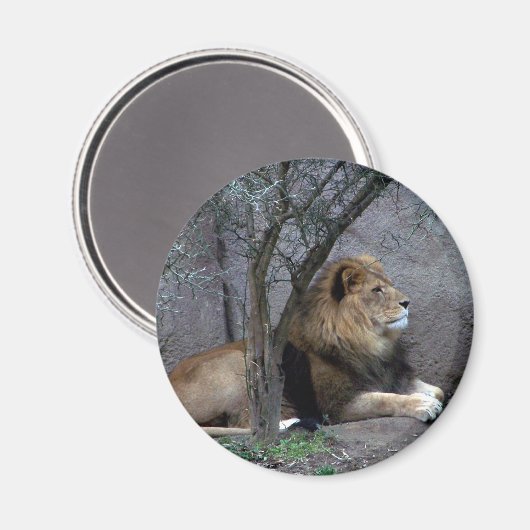 afrikanischer Löwe Magnet (Vorderseite/Rückseite)