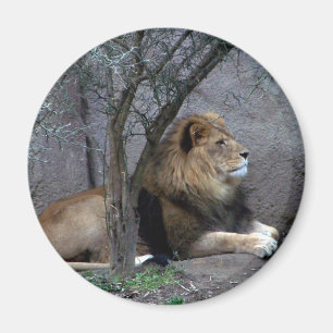 afrikanischer Löwe Magnet