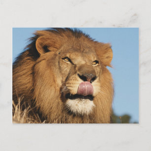 Afrikanischer Löwe (Panthera Leo), Afrikanische Sa Postkarte