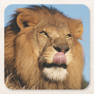 Afrikanischer Löwe (Panthera Leo), Afrikanische Sa Rechteckiger Pappuntersetzer