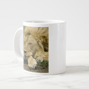 Afrikanischer Löwe, Panthera leo, liegend im Schla Jumbo-Tasse