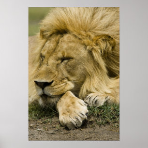 Afrikanischer Löwe, Panthera leo, liegend im Schla Poster