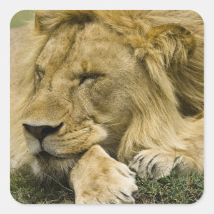 Afrikanischer Löwe, Panthera leo, liegend im Schla Quadratischer Aufkleber