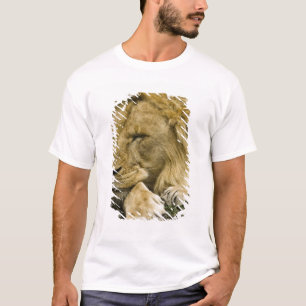 Afrikanischer Löwe, Panthera leo, liegend im Schla T-Shirt