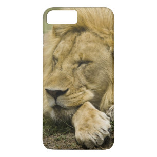 Afrikanischer Löwe, Panthera leo, liegend schlafen Case-Mate iPhone Hülle