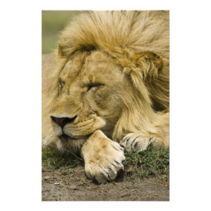 Afrikanischer Löwe, Panthera leo, liegend schlafen Fotodruck