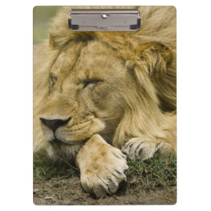 Afrikanischer Löwe, Panthera leo, liegend schlafen Klemmbrett