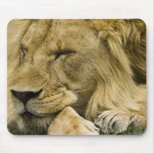 Afrikanischer Löwe, Panthera leo, liegend schlafen Mousepad