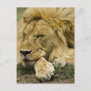 Afrikanischer Löwe, Panthera leo, liegend schlafen Postkarte