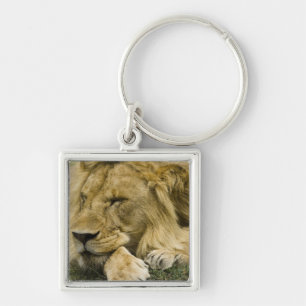 Afrikanischer Löwe, Panthera leo, liegend schlafen Schlüsselanhänger