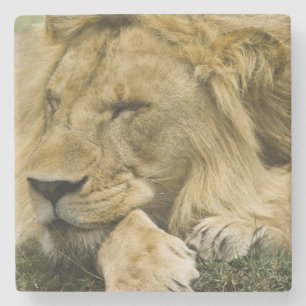 Afrikanischer Löwe, Panthera leo, liegend schlafen Steinuntersetzer