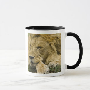 Afrikanischer Löwe, Panthera leo, liegend schlafen Tasse
