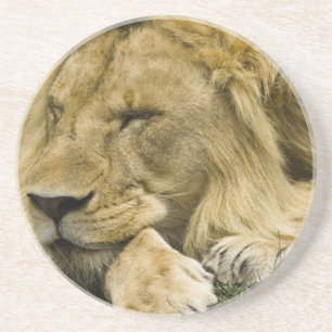 Afrikanischer Löwe, Panthera leo, liegend schlafen Untersetzer