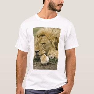 Afrikanischer Löwe, Panthera leo, liegend und schl T-Shirt