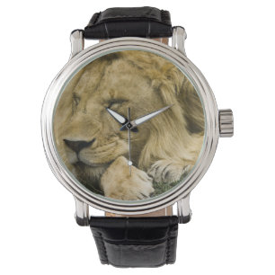 Afrikanischer Löwe, Panthera leo, liegt schlafend Armbanduhr
