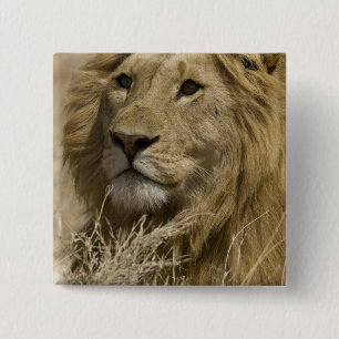 Afrikanischer Löwe, Panthera leo, Porträt eines Button
