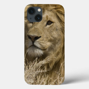 Afrikanischer Löwe, Panthera leo, Porträt eines Case-Mate iPhone Hülle