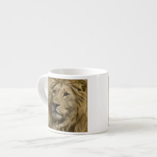 Afrikanischer Löwe, Panthera leo, Porträt eines Espressotasse