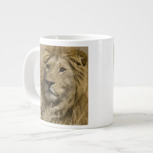 Afrikanischer Löwe, Panthera leo, Porträt eines Jumbo-Tasse