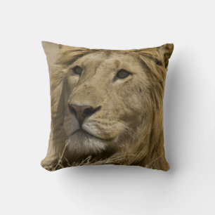 Afrikanischer Löwe, Panthera leo, Porträt eines Kissen