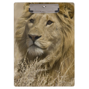 Afrikanischer Löwe, Panthera leo, Porträt eines Klemmbrett