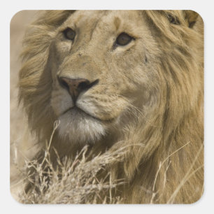 Afrikanischer Löwe, Panthera leo, Porträt eines Quadratischer Aufkleber