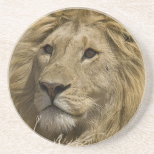 Afrikanischer Löwe, Panthera leo, Porträt eines Sandstein Untersetzer