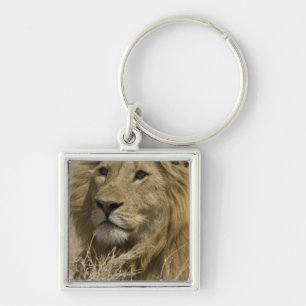 Afrikanischer Löwe, Panthera leo, Porträt eines Schlüsselanhänger