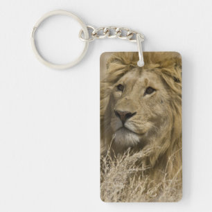 Afrikanischer Löwe, Panthera leo, Porträt eines Schlüsselanhänger