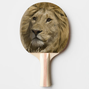 Afrikanischer Löwe, Panthera leo, Porträt eines Tischtennis Schläger