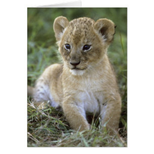 Afrikanischer Löwe, Panthera leo), Tansania,