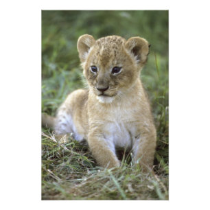 Afrikanischer Löwe, Panthera leo), Tansania, Fotodruck