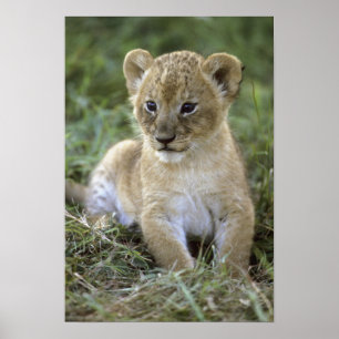 Afrikanischer Löwe, Panthera leo), Tansania, Poster