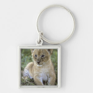 Afrikanischer Löwe, Panthera leo), Tansania, Schlüsselanhänger