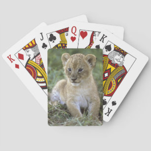 Afrikanischer Löwe, Panthera leo), Tansania, Spielkarten
