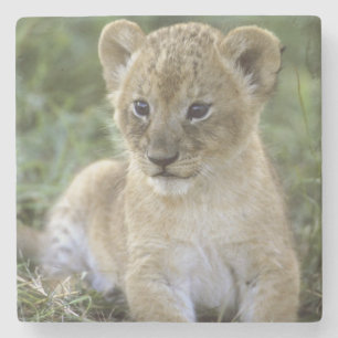 Afrikanischer Löwe, Panthera leo), Tansania, Steinuntersetzer