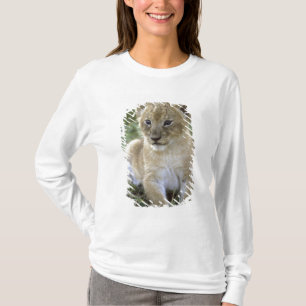 Afrikanischer Löwe, Panthera leo), Tansania, T-Shirt